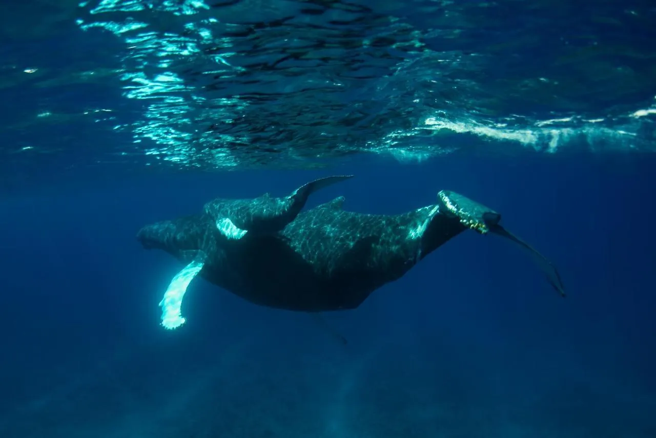 Ambergris Cay Private Island All Inclusive - Pls Island Hopper Flight Included Big Ambergris Cay