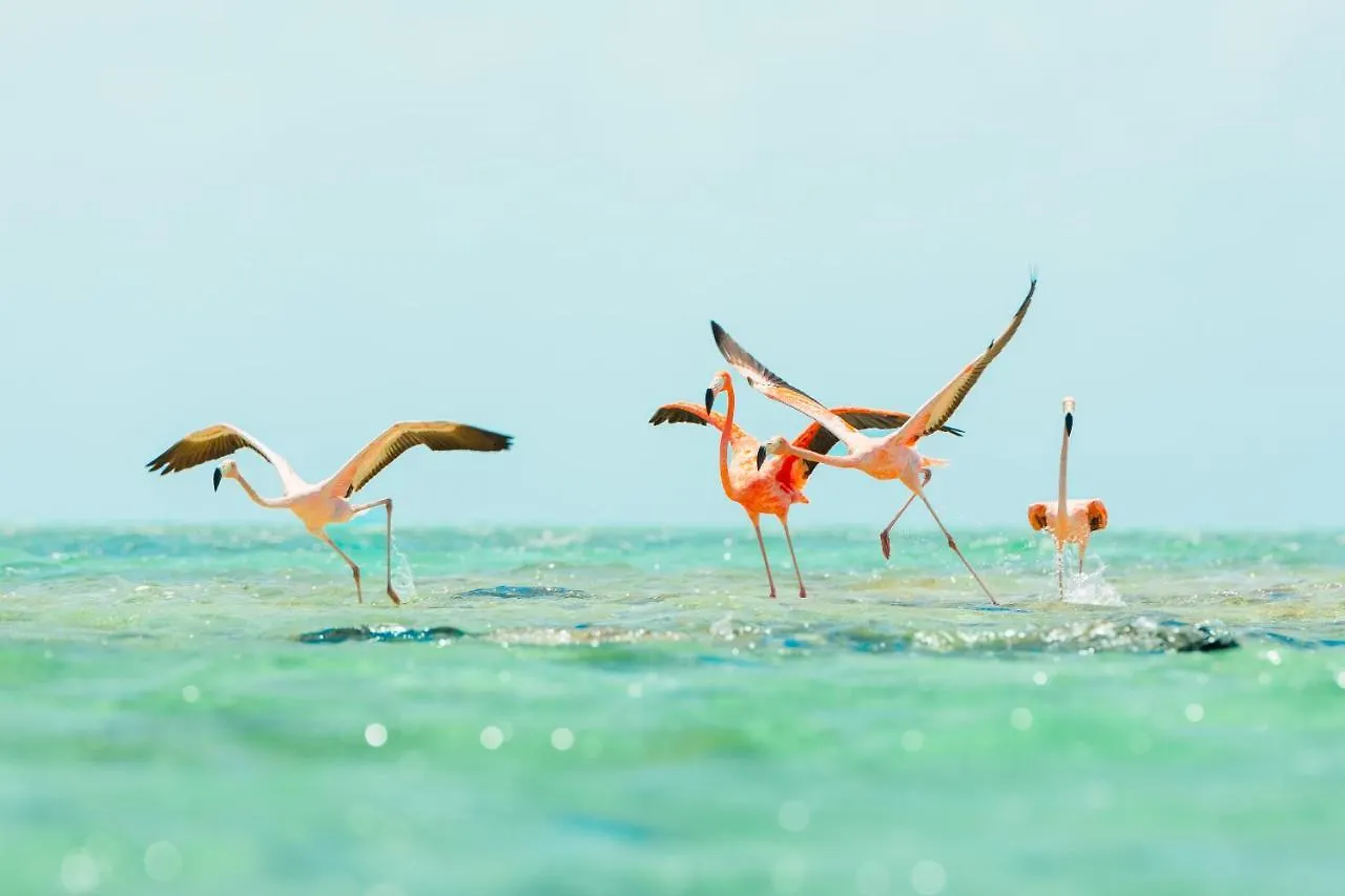 Ambergris Cay Private Island All Inclusive - Pls Island Hopper Flight Included Big Ambergris Cay Resort